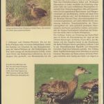 WWF Bahamas 672-675 Tiere Vögel Pfeifgans kpl. Kapitel bestehend