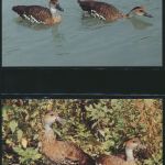 WWF Bahamas 672-675 Tiere Vögel Pfeifgans kpl. Kapitel bestehend