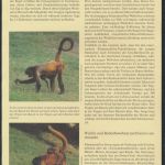WWF Honduras 1084-1087 Der Geoffrey-Klammeraffe kpl. Kapitel bestehend