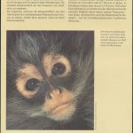 WWF Honduras 1084-1087 Der Geoffrey-Klammeraffe kpl. Kapitel bestehend