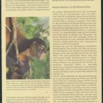 WWF Honduras 1084-1087 Der Geoffrey-Klammeraffe kpl. Kapitel bestehend