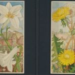 Sammelbilder Sparkasse Ulm Söflingen 8 Stück sehr schön mit Blumenmotiv Pflanzen
