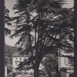 Ansichtstskarte Badenweiler Markgrafenbad Libanon Zeder Baden Württemberg