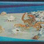 3 D Color Ansichtskarte Wassertire Muscheln Krebse