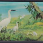 3 D Color Ansichtskarte Störche Wald Wiese Natur Printing Studio Zürich
