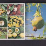 Frankreich Französisch Polynesien Kolonien Markenheftchen 788-799 Früchte Luxus