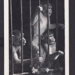 Ansichtskarte Tiere Affen Käfig Circus Willy Hagenbeck Dressurschau