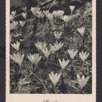 Darmstadt Hessen Deutsches Reich Drittes Reich Ansichtskarte Propaganda SST