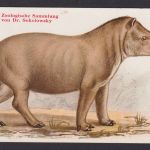 Ansichtskarte Tiere Zoologische Sammlung v. Dr. Sokolowski Gemeiner Tapir