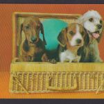 Ansichtskarte 3 D Künstlerkarte 3 Hunde im Korb