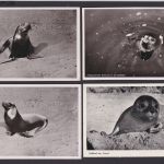 Ansichtskarte Lot Sammlung Tiere Seerobbe im Watt Seehund Nordsee Strand