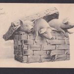 Ansichtskarte Neujahr Schwein Glücksschwein Tiere n. Dresden Sachsen