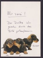 Ansichtskarte Scherzkarte Hunde Haarlem Holland Krefeld Westfalen aufgeklebte