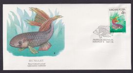 Hungary Ungarn Fauna Fische Aphyosemion Multicolor schöner Künstler Brief
