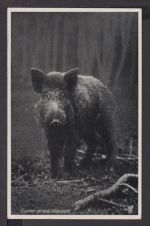 Ansichtskarte Jagd Wildschwein Ernsttal Baden-Württemberg Bad Cannstatt