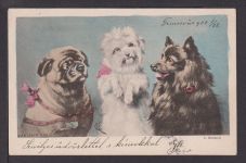 Ansichtskarte Tiere Hunde Temesvar Ungarn 1928