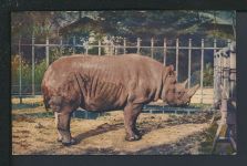 Zoo Tiere Nashorn Auslands Ansichtskarte MIF Deutsches Reich Nationalmuseum Köln