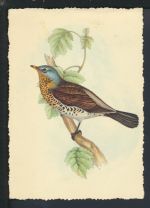Bahnpost Ansichtskarte Vogel Baden-Württemberg Offenburg Freiburg Zug 3168