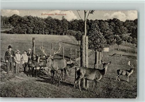Zofingen Hirschpark AK Zoo 1907