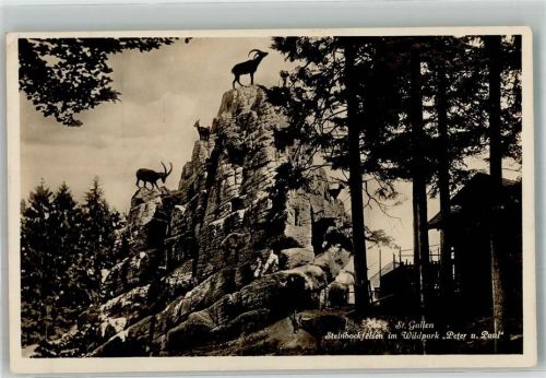 St. Gallen S. Gallo Steinbockfelsen im Wildpark Peter u. Paul Steinböcke Zoo