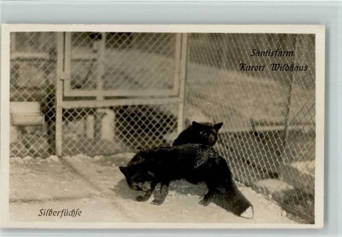 Wildhaus Silberfüchse - Säntisfarm Zoo 1929 Foto AK
