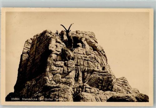 St. Gallen S. Gallo Steinböcke Zoo 1916