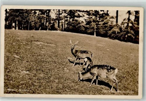 St. Gallen S. Gallo Wildpark Peter u. Paul Sika Hirsche Japan Nr. 8 Zoo