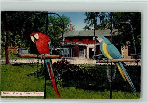 Basel Bâle Papageien AK Zoo 1923