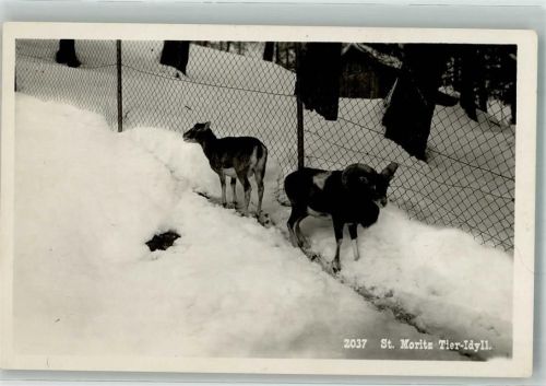 St. Moritz Winter Tier Idyll Zoo
