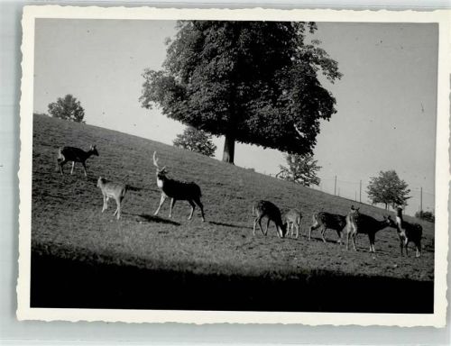 St. Gallen S. Gallo Wildpark Damwild Ort handschriftlich Zoo