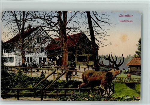 Winterthur Wildpark, Bruderhaus , hirsch AK Zoo 1919