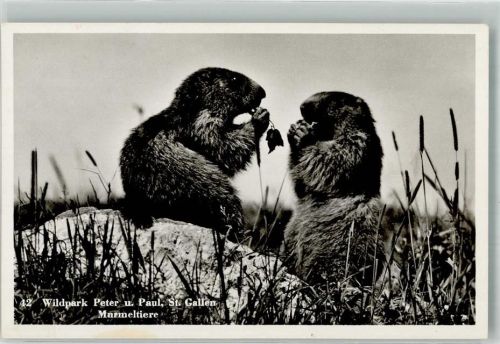 St. Gallen S. Gallo Murmeltiere Wildpark Peter u. Paul Zoo