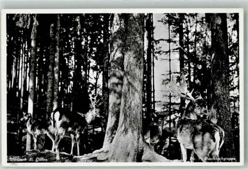 St. Gallen S. Gallo Wildpark Peter u. Paul Damhirschgruppe Nr. 9 Zoo