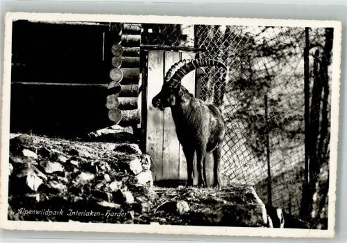 Interlaken Steinbock Zoo