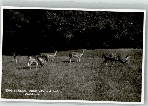 St. Gallen S. Gallo Wildpark Peter u. Paul Damhirschgruppe Zoo