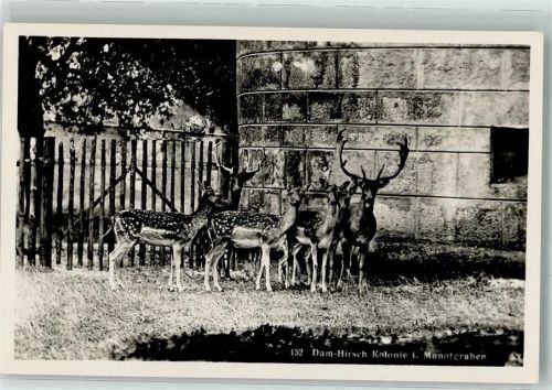 Schaffhausen Sciaffusa Damhirsch Kolonie i. Munotgraben Zoo