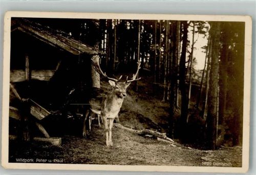 St. Gallen S. Gallo Wildpark Peter u. Paul Damhirsch Zoo