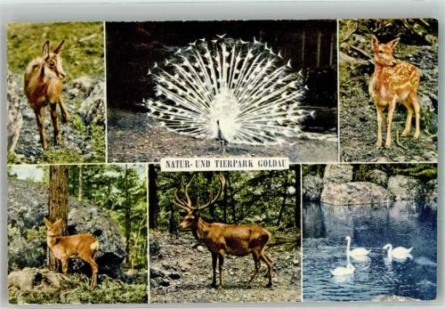 Goldau Natur u. Tierpark Gemse Pfau Hirsch Schwäne Zoo
