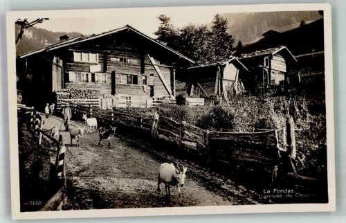 1866 La Forclaz VD Ormont-Dessous Foto AK Ziege