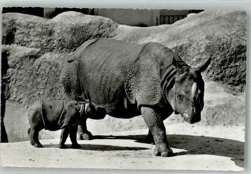 Basel Bâle Panzernashorn Yojmomi m. ihrem Jungen Zoo