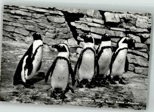 Basel Bâle Brillen-Pinguine Zoo