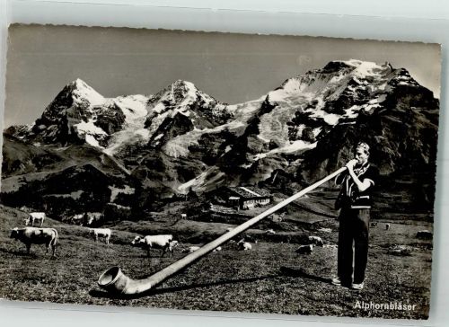 Bläser Kühe Alphorn