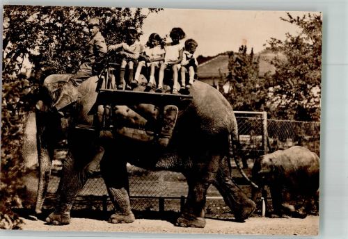 Zürich Elefantenreiten Zoo 1932 Foto AK