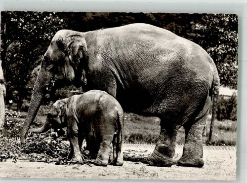 Zürich Elefanten Zoo Foto AK