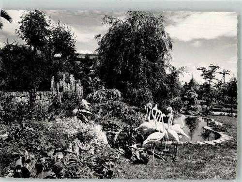 Zürich Flamingos Zoo Foto AK