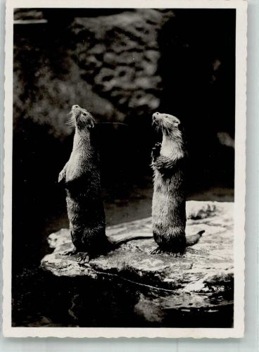 Basel Bâle Fischotter Fotograf Jeck Zoo 1946 Foto AK