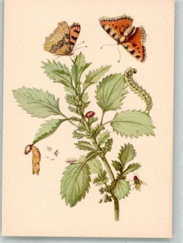 Basel Bâle sign. Merian, Maria Sibylla Brennessel mit Kleinem Fuchs und Raupenfliege im Kupferstichkabinett Pro Infirmis Schweiz Künstlerkarte