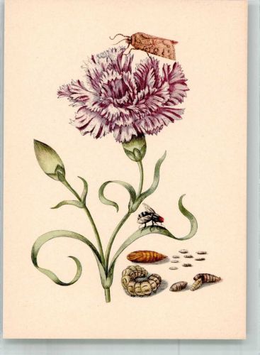 Basel Bâle sign. Merian, Maria Sibylla Purpurfarbenes Nägelein mit Eule und Raupenfliege im Kupferstichkabinett Pro Infirmis Schweiz Künstlerkarte