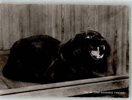 Der schwarze Panther Zoo