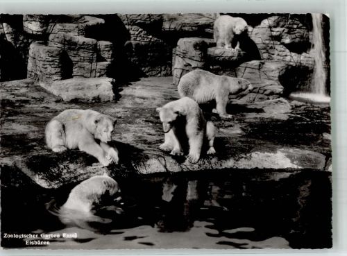 Eisbären Zoo